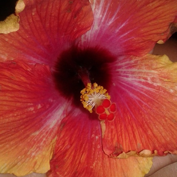 Meet your Posher, Amber - Picture 1 of 1